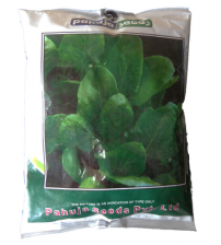 Spinach / Palak Pahuja Delhi Green